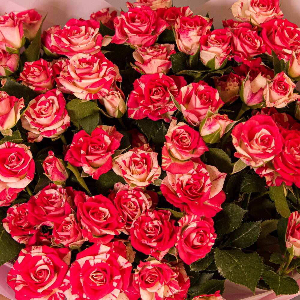 buchet 25 trandafiri mini bicolori